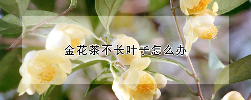 金花茶不长叶子怎么办（金花茶为什么长芽不出叶）