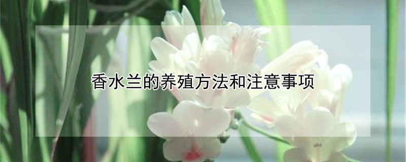 香水兰的养殖方法和注意事项（香水兰花养殖方法和注意事项）