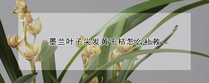 墨兰叶子尖发黄干枯怎么补救（墨兰叶子尖发黄干枯怎么办）