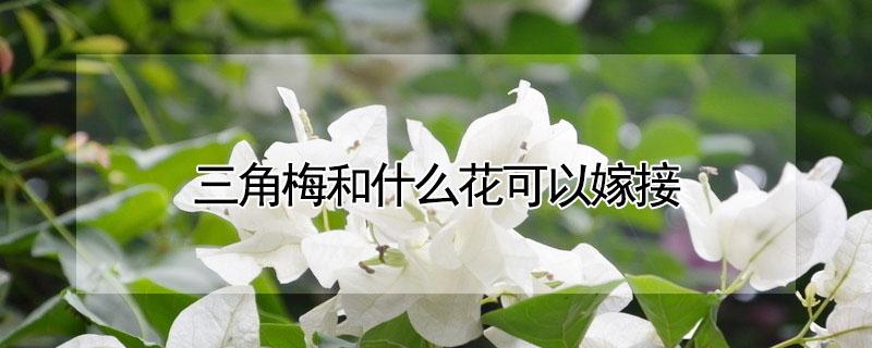 三角梅和什么花可以嫁接（三角梅和什么嫁接花开的最好）