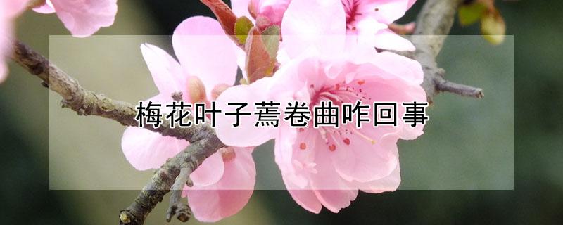 梅花叶子蔫卷曲咋回事