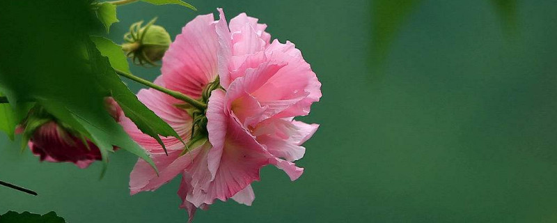 芙蓉花是哪里的市花 芙蓉花是哪个市的花