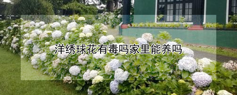 洋绣球花有毒吗家里能养吗（洋绣球花对家里有毒吗）