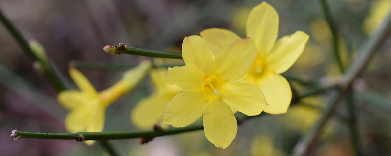 迎春花有几种颜色（迎春花有几种颜色它们分别是什么）