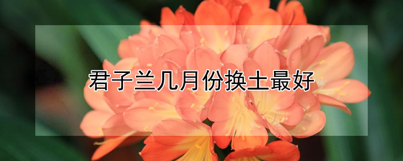 君子兰几月份换土最好（君子兰几月份换土最好,君子兰几月份开花）