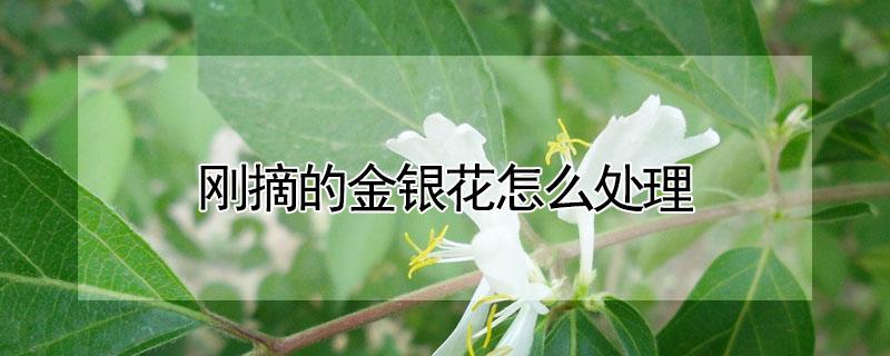 刚摘的金银花怎么处理（刚摘回来的金银花怎么处理）