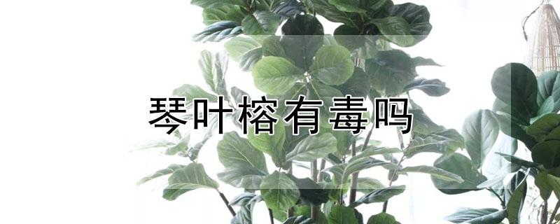 琴叶榕有毒吗（琴叶榕有毒吗知道）