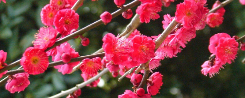 梅花夏天落叶还能活吗 夏季梅花落叶还能长出来吗