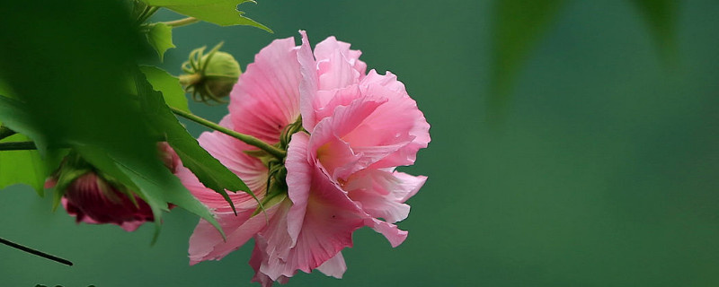 芙蓉花有种子能发芽吗（芙蓉花什么时候发芽）