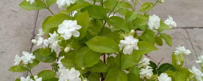 茉莉可以用迎春花嫁接吗 茉莉花能嫁接什么花