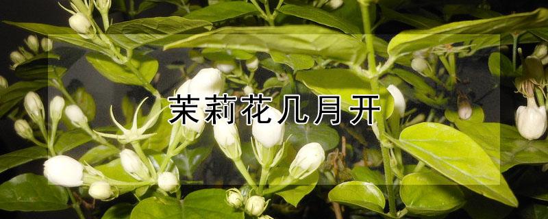 茉莉花几月开（茉莉花几月开放时间）