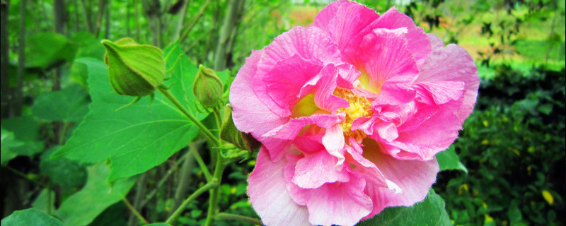 芙蓉花怎么分盆（芙蓉花怎样栽）