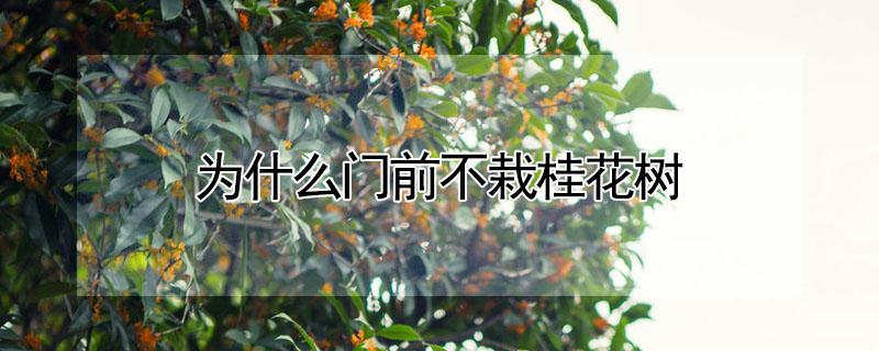 为什么门前不栽桂花树（为什么门口不能种桂花树）