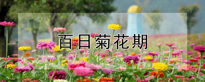 百日菊花期 百日菊花期几月份