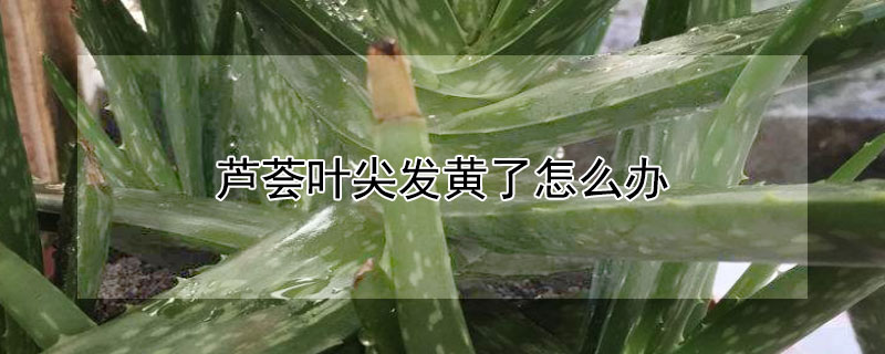 芦荟叶尖发黄了怎么办（芦荟叶尖变黄了怎么办）