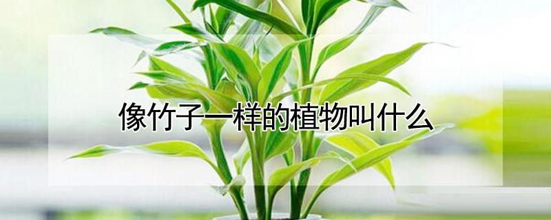 像竹子一样的植物叫什么（像竹子一样的植物叫什么凉茶）