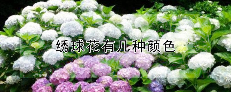 绣球花有几种颜色 绣球花有几种颜色分别是什么颜色