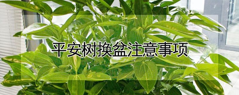 平安树换盆注意事项 平安树什么季节换盆