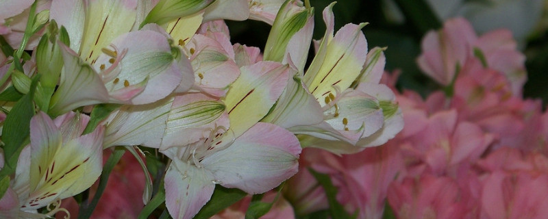 水插百合花能活多久（水插百合花能活多久,叶子要不要拔掉）