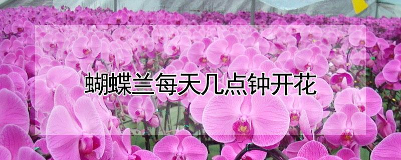 蝴蝶兰每天几点钟开花（蝴蝶兰在一天之内几点钟开花）