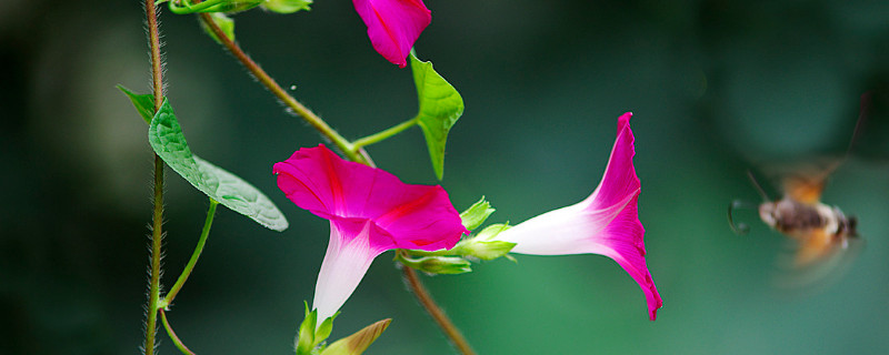 牵牛花冬季在室内开花吗（牵牛花在室内冬季能开花吗）