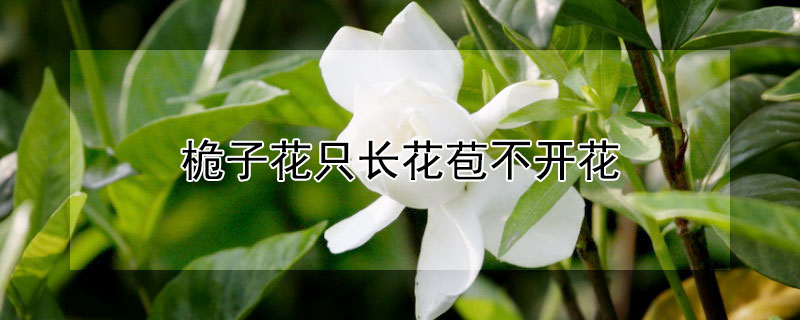 桅子花只长花苞不开花（桅子花不结花苞）