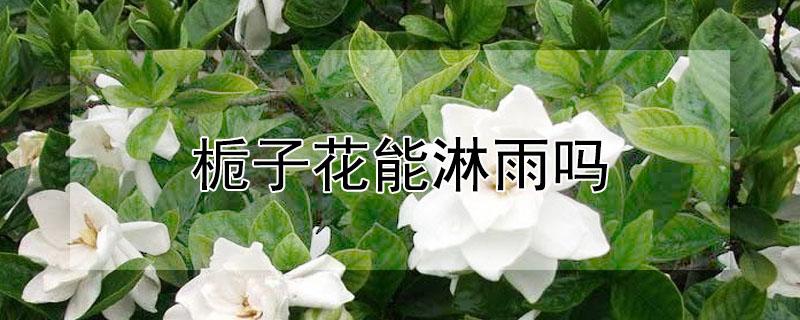 栀子花能淋雨吗（栀子花能淋雨吗?）