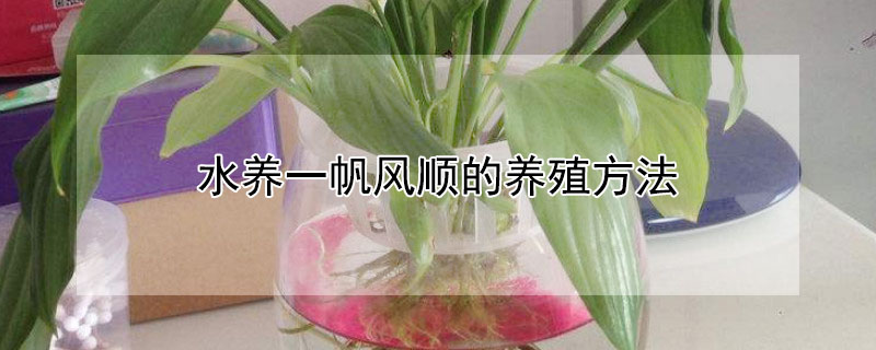 水养一帆风顺的养殖方法（水培一帆风顺怎么养）