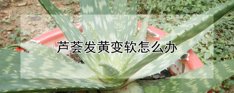 芦荟发黄变软怎么办（芦荟发软发黄）