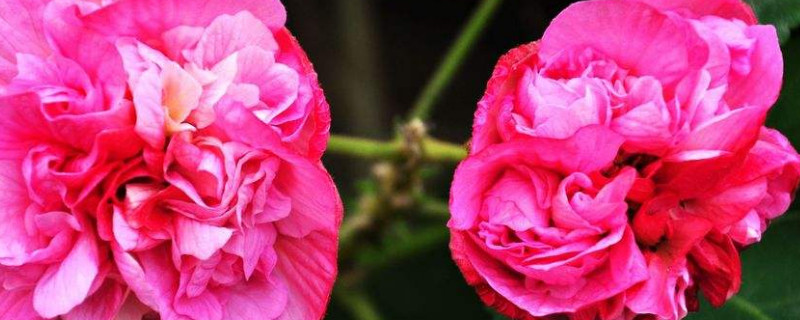 芙蓉花根部是种球吗（芙蓉花有种球吗）