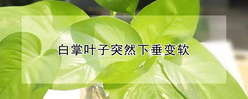 白掌叶子突然下垂变软（夏天白掌叶子下垂变软的原因）