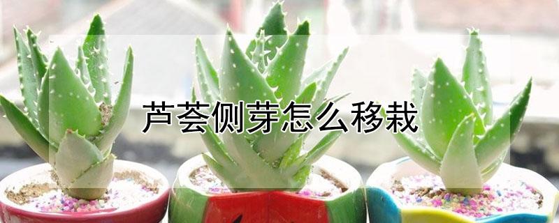 芦荟侧芽怎么移栽 芦荟的侧芽扦插