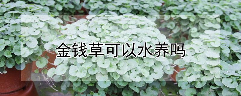 金钱草可以水养吗（金钱草可以当水草养吗）