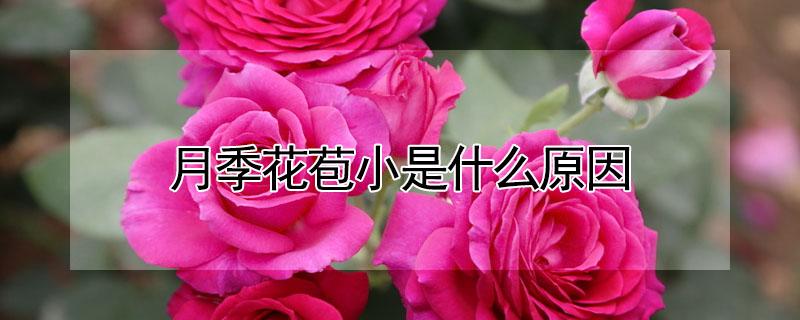 月季花苞小是什么原因 月季花花苞小什么原因