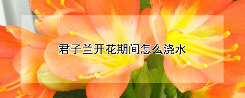 君子兰开花期间怎么浇水 君子兰开花期间怎样浇水