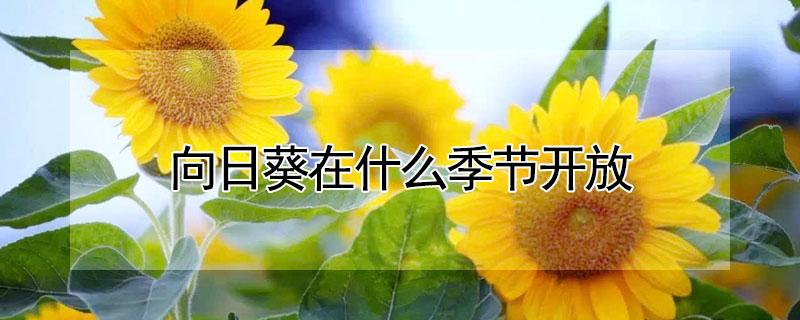 向日葵在什么季节开放（向日葵在什么季节开放时,还有什么植物）