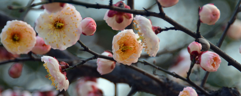 梅花冬天开吗 梅花冬天开吗?