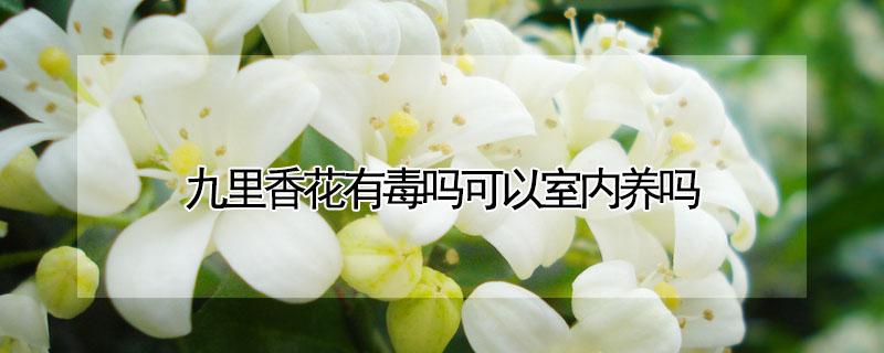 九里香花有毒吗可以室内养吗 九里香花好养吗?有毒无毒!