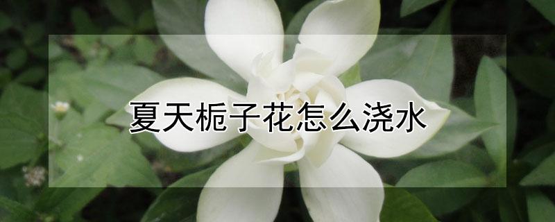 夏天栀子花怎么浇水（栀子花夏季如何浇水）