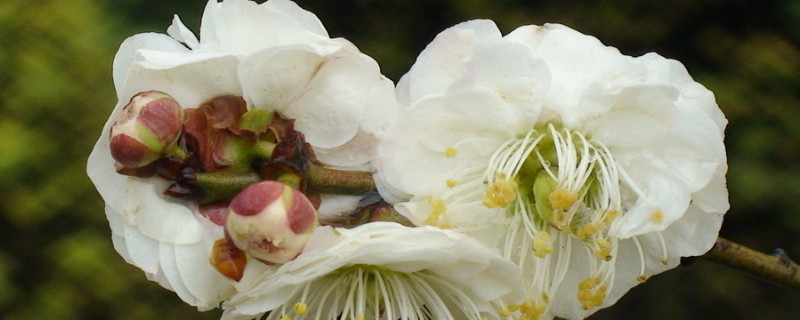 梅花夏天怕热吗 梅花怕高温吗