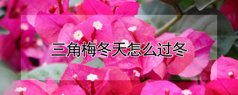 三角梅冬天怎么过冬（三角梅冬天怎么过冬修剪视频）