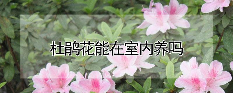 杜鹃花能在室内养吗（杜鹃花能不能在室外养）