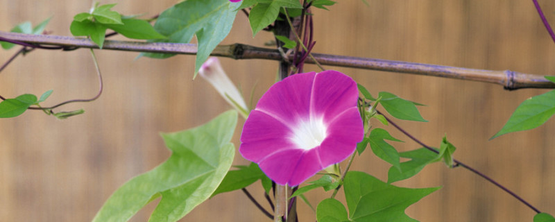 牵牛花种子是否需要春化 牵牛花种子需要催芽吗