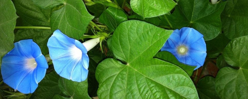 牵牛花种子是直接种吗（牵牛花有种子吗可以种吗）