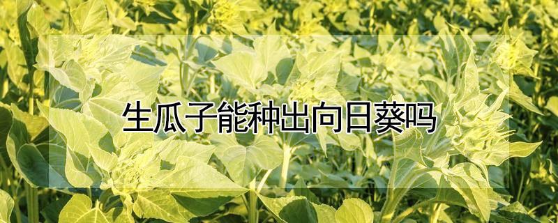 生瓜子能种出向日葵吗（瓜子能种出向日葵吗?）