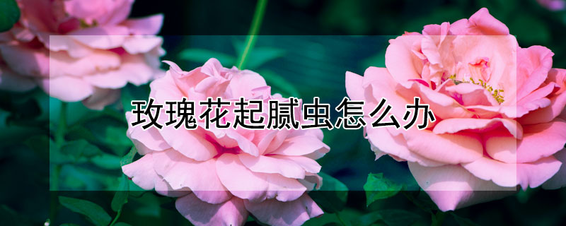 玫瑰花起腻虫怎么办