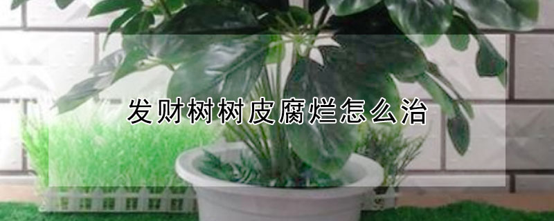 发财树树皮腐烂怎么治（发财树外面的树皮烂了怎么处理）