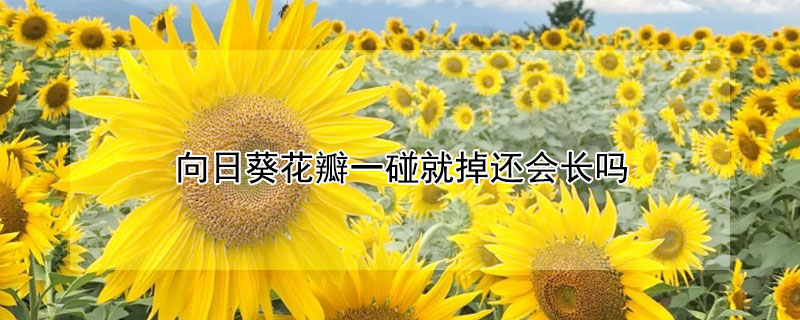 向日葵花瓣一碰就掉还会长吗（向日葵花瓣干了）