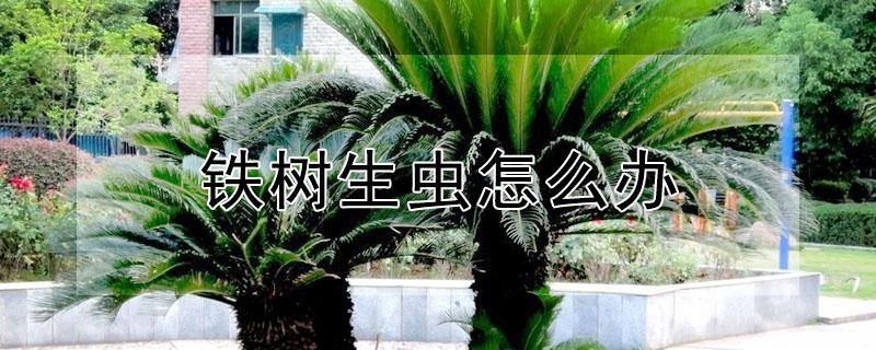 铁树生虫怎么办（铁树生虫子怎么办）