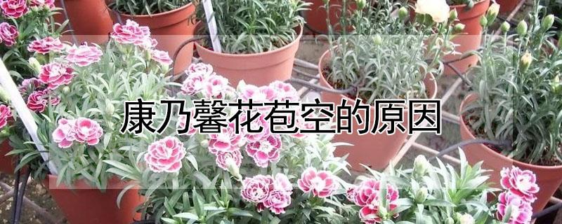 康乃馨花苞空的原因（康乃馨花花苞空的枯萎）